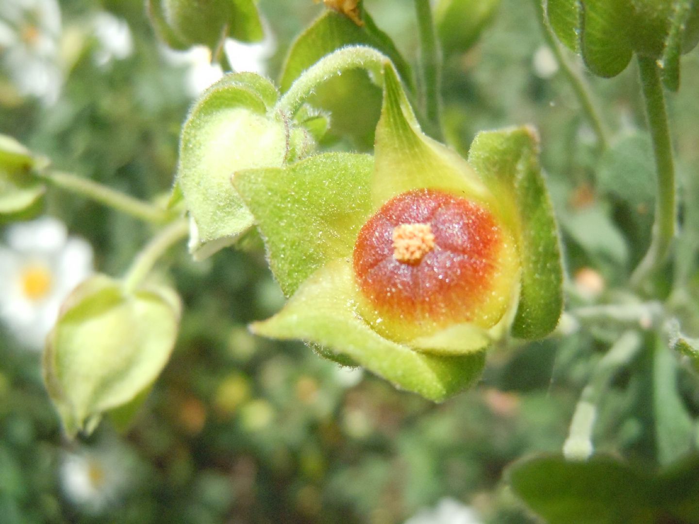 Cistus salviifolius